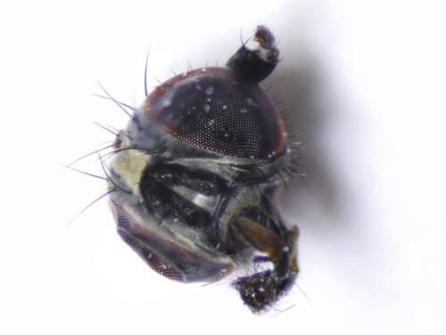 Réf. 181 556 : Fannia sp.